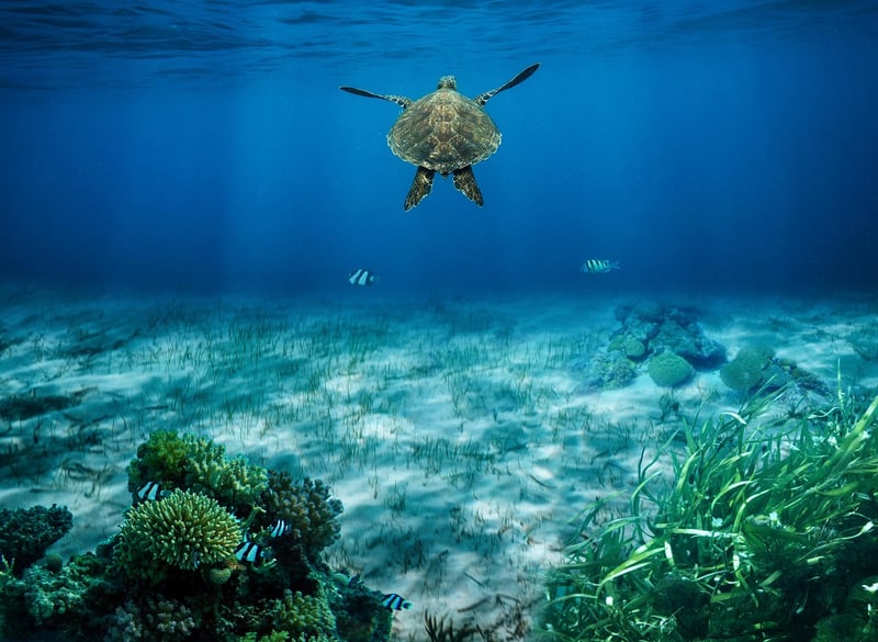 Deep-Sea Exploration
